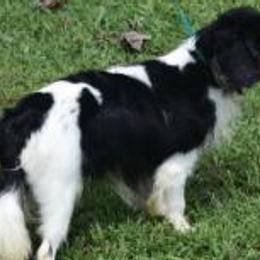Smokey - Cavalier King Charles Spaniel