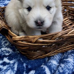 Pomsky and Siberian Husky Puppies from Cold Mountain Kennel