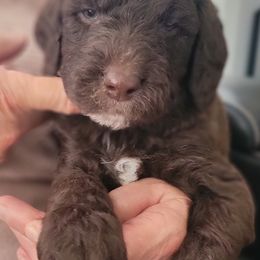 Labradoodle Puppies from Allandale Acres