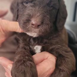 Labradoodle Puppies from Allandale Acres