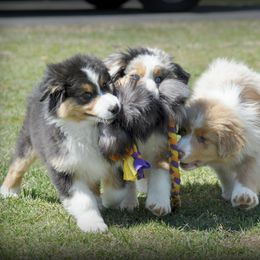 Australian Shepherd Puppies from Danell Australian Shepherd