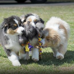 Australian Shepherd Puppies from Danell Australian Shepherd