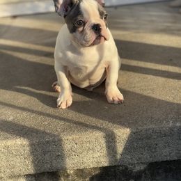 Boy 1 PIED - Blue French Bulldog puppy in Pennsylvania from R & C French Bulldogs