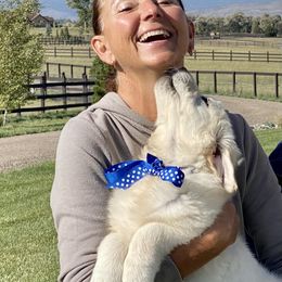 Golden Retriever and Jack Russell Terrier Puppies from Shelby Burleson's Golden Retrievers and Jack Russell Terriers