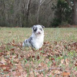Tatum - Slate merle male Border Collie puppy in Cedartown, Georgia from Ferguson Border Collies