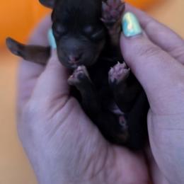 Lily - Phantom female Goldendoodle puppy in Decatur, Tennessee from Diamond's Doodles