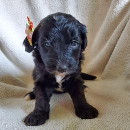 Peaches - Black female Sheepadoodle puppy in Bellevue, Iowa from Fluffy Wonders Poms and Doodles