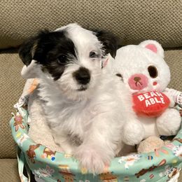Assorted Doodle Crosses, Double Doodle, Maltipoo, Morkie, and Yorkipoo Puppies from Danza Bolo