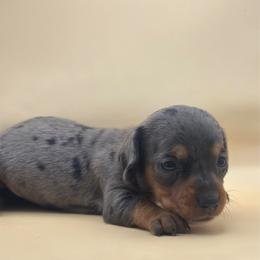 Coral - Dapple female Dachshund puppy in Waycross, Georgia from Southern Paws