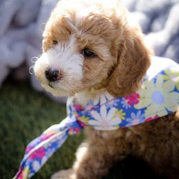 Poodle Puppies from Doodle Puppy Parti