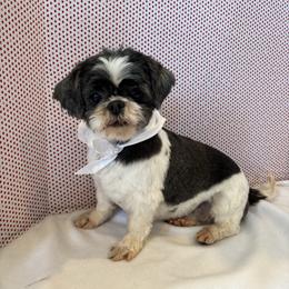 Una Bix - Black and white female Shih Tzu puppy in Mountain Grove, Missouri from Happy Hounds and More🐾