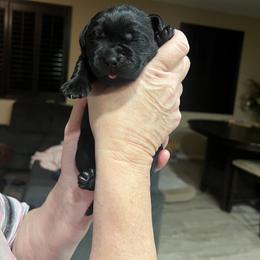 Golden Retriever and Labrador Retriever Puppies from The Golden Leash Kennels