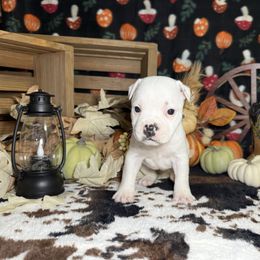 Girl 1 - White female Staffordshire Bull Terrier puppy in Lakeland, Florida from English Creek Staffords