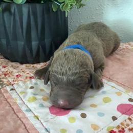 Dark Blue - Dark deadgrass male Chesapeake Bay Retriever puppy in Lewiston, Utah from Bellus Chesapeakes