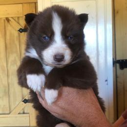 Ember - Agouti and white female Siberian Husky puppy in Thomasville, Georgia from Southern Blues Siberian Huskies