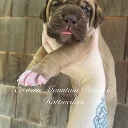Great Dane and Rottweiler Puppies from Eastern Mountain Danes & Rottweilers