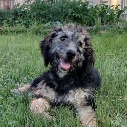 Fia - Phantom female Goldendoodle puppy in Harrisburg, Nebraska from Wildcat Hills Doodles