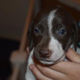 Pink collar - Liver and white female German Shorthaired Pointer puppy in Riverdale, Michigan from Ninemire Farm