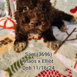 Boy 3 - Lagotto Romagnolo puppy from Willow Creek Kennels