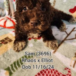 Boy 3 - Lagotto Romagnolo puppy from Willow Creek Kennels