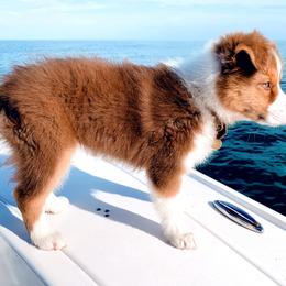 Australian Shepherd Puppies from Southern Comfort Aussies
