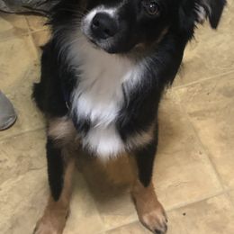 Australian Shepherds and Miniature Australian Shepherds from River Side Aussies