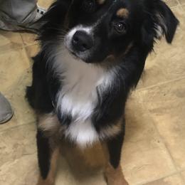 Australian Shepherds and Miniature Australian Shepherds from River Side Aussies