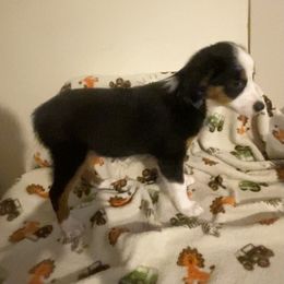 Miniature American Shepherd Puppies from Harbor View Mini American Shepherds