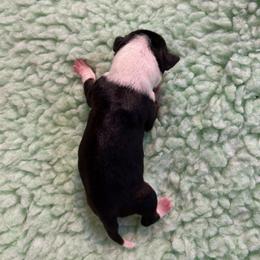 Rat Terrier Puppies from Susan Turner