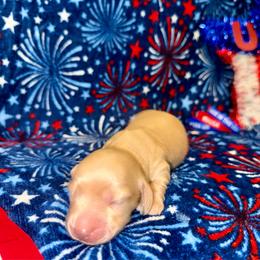 Boone - Cream male Dachshund puppy in Pineville, Louisiana from Bayou State Dachshunds