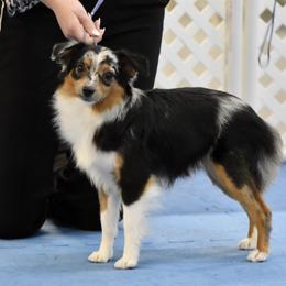 Meredith - Toy Australian Shepherd
