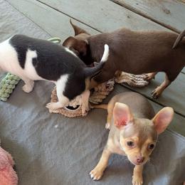 Ollie - Fawn male Chihuahua puppy in Waycross, Georgia from OakView Farm Chihuahuas FB