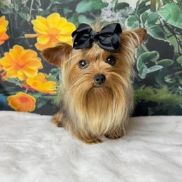 Dash - Yorkshire Terrier