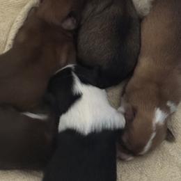 Pomeranians from DeVante's puppies