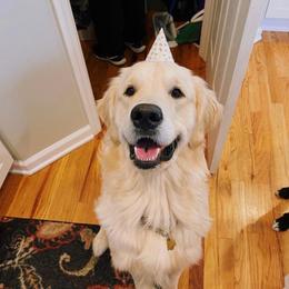 Moose - Light golden male Golden Retriever puppy in Pottstown, Pennsylvania from Sandy's Pawsitively Perfect Golden Pups