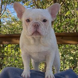 Birdie - French Bulldog