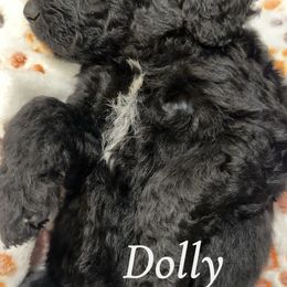 Goldendoodle Puppies from AZ Stickerdoodles