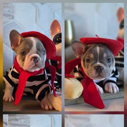 French Bulldog Puppies from Namaste Frenchies