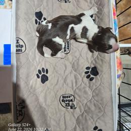 Girl 2 - Liver white and tan female English Springer Spaniel puppy in Saginaw, Michigan from Kemerer Springers