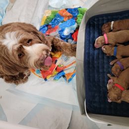 Australian Labradoodle Puppies from Lindsey's Loving Labradoodles