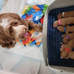Australian Labradoodle Puppies from Lindsey's Loving Labradoodles