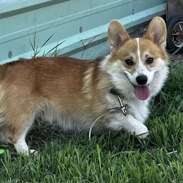 Chunk - Pembroke Welsh Corgi