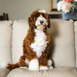 Cappuccino - Australian Labradoodle