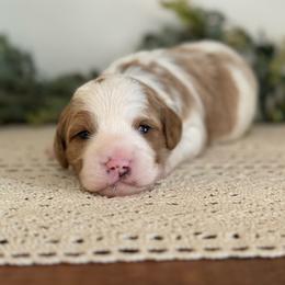 Opal - Blenheim female Cavapoo puppy in Kankakee, Illinois from Apricot Roots Doodles