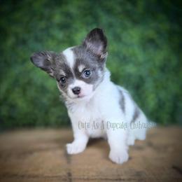 Slider - Blue male Chihuahua puppy in Piqua, Kansas from Cute As A Cupcake Chihuahuas