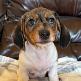 Phoebe - Dapple female Dachshund puppy in Jamestown, California from Triple L Dachshunds