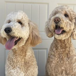 Goldendoodles from Kelly Doodles