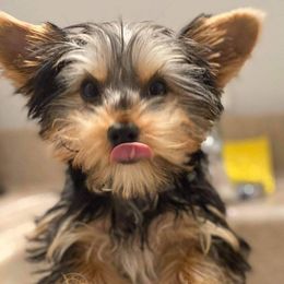 Yorkshire Terriers from Harmony Grace Yorkies LLC