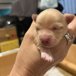 Daphne - Gold female Chihuahua puppy in Canton, Texas from Heavenly Chihuahua