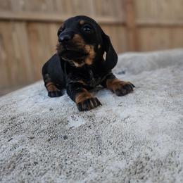 Tara - Black and tan female Dachshund puppy in Anaconda, Montana from Montana Country Dachshunds